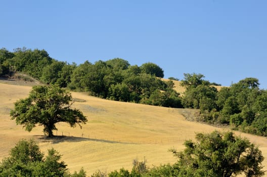 A country landscape in sumer time in  Tuscany