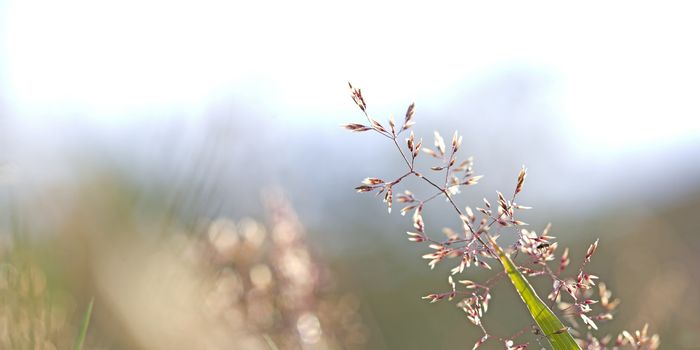 Single red straw in a garden of grass and flowers