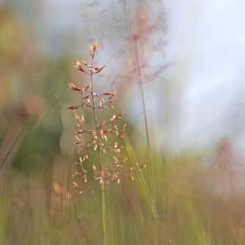 Single red straw in a garden of grass and flowers