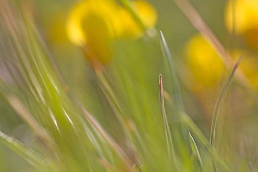 Abstract close-up of green and yellow garden