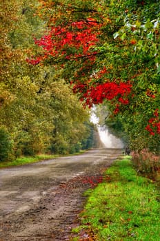 An image of a road in autumn forest