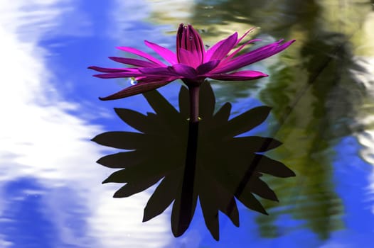 Nymphaea and Shadow. Nong Nooch Garden.