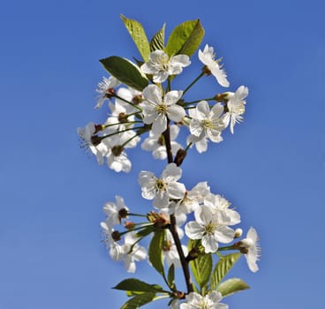 A branch of the cherry blossoms on blue sky background in spring time