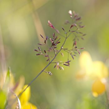 Single red straw in a garden of grass and flowers