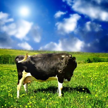 cow on summer field