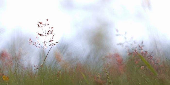 Single red straw in a garden of grass and flowers