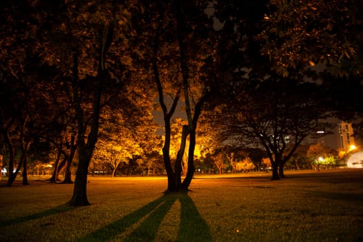 Trees and lawns. In the park during the night.