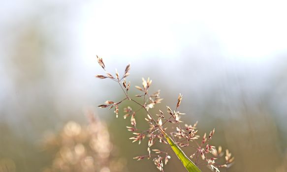 Single red straw in a garden of grass and flowers