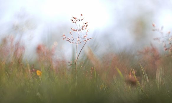 Single red straw in a garden of grass and flowers