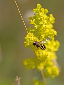 Close-up of a bee on yellow Rapeseed