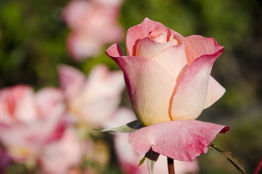 Detail of a yellow pink and red rose flower in daylight