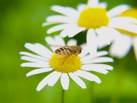 Bee feeding on daisy, closeup towards green