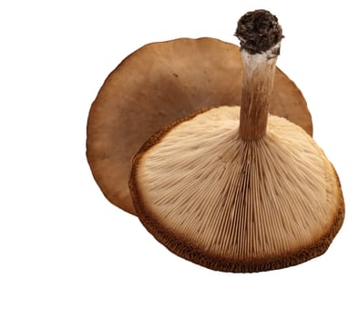 Freshly picked isolated mushroom on a white background