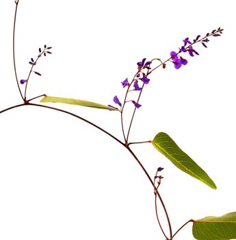 Sarsaparilla vine hardenbergia violacea Australian native plant isolated
