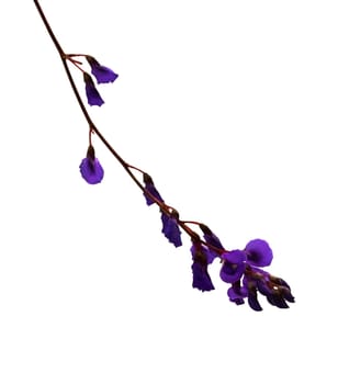 Australian wildflower sarsaparilla vine flower isolated