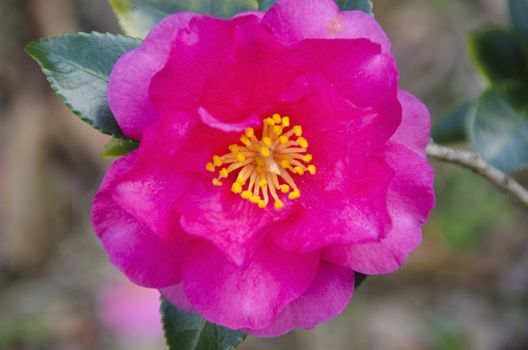 Pink flower of Japanese Camellia, Camellia japonica in sunlight