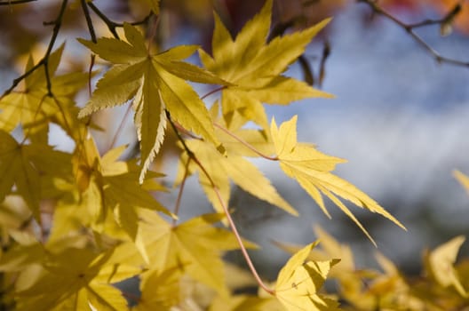 A branch of yellow leaves of japanese maple in front of a blue sky