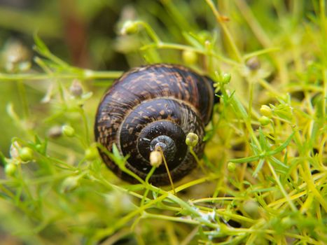 Closeup of snail with a house, sliding through fresh green grass