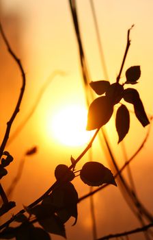 leaf sunset  decoration beauty nature background 