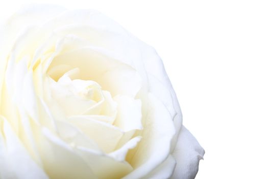 white rose macro