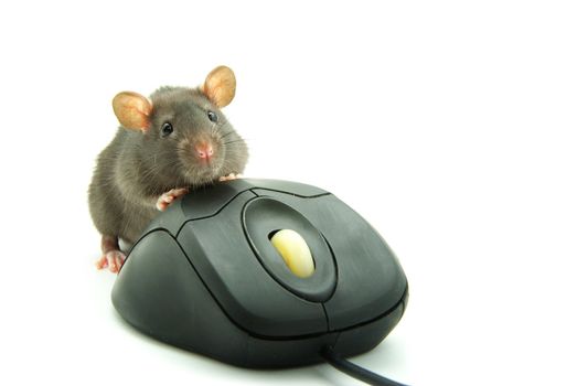 Rat and a computer mouse on white background