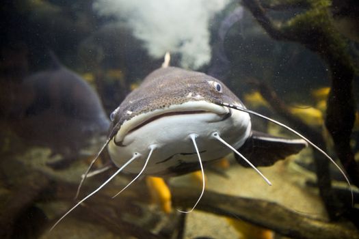 Closeup photo of the head, mouth and feelers of a tropical redtail catfish, Phractocephalus hemioliopterus, swimming in an acquarium.