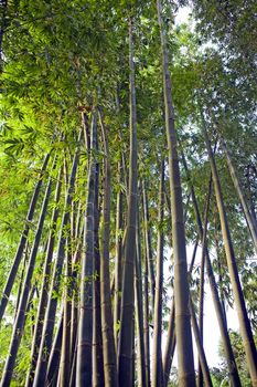 A forest stand of tall, green bamboo stalks.