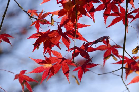 A branch of yellow red leaves of japanese maple in backlight, in front of a blue sky