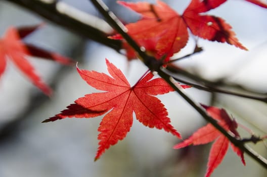 A branch of yellow red leaves of japanese maple in backlight, in front of a blue sky