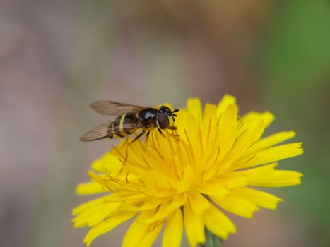 Closeup of a bee feeding on a sharp yellow dandelion