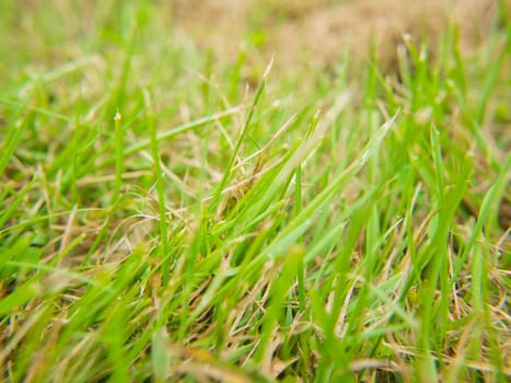 Closeup of fresh green grass, growing through old grass