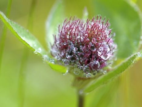 Close-up of Red Clover with dew drops