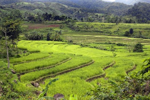 Terraces filled with green, ripe stalks of rice in southern Philippine Islands.