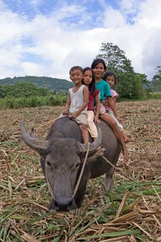 Four Filipino children riding on the back of a water buffalo in a sugarcane field location is Philippine Islands.