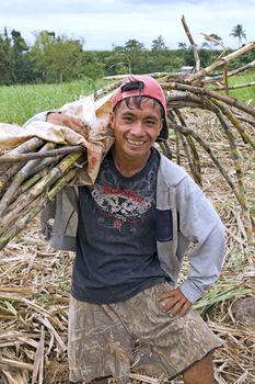 A young Filipino man in his twenties works in a sugarcane field cutting, carrying and packing cut stalks onto a truck.
