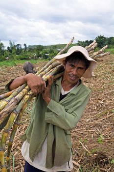Male Filipino sugarcane worker carrying cut stalks of sugar cane on his shoulder - Philippine Islands.