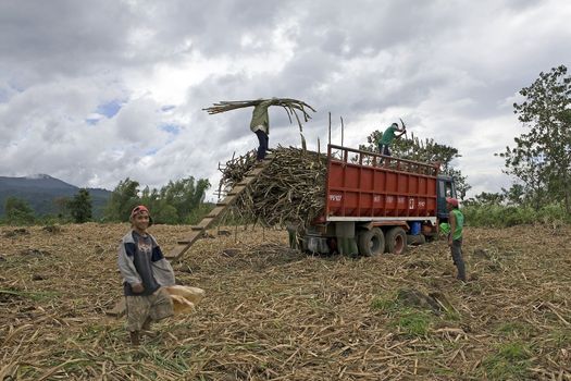 Filipino sugarcane field workers load cut cane onto a truck for transport to the milling plant in the Philippine Islands.