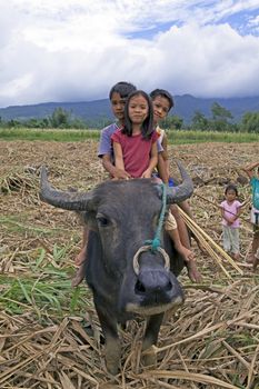Three young Filipino siblings, one girl and two boys, ride across a sugarcane field on the back of a water buffalo (carabao) in the Philippine Islands. Common rural mode of transportation.