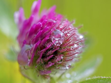 Close-up of Red Clover with dew drops