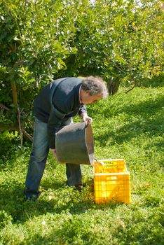 Agricultural worker picking lemons in a sunny plantation