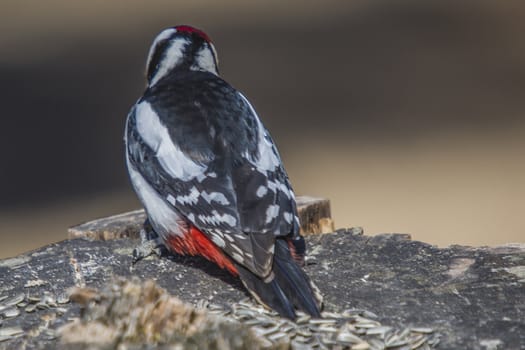 At Fredriksten fortress in Halden, Norway is it a rich bird life. The photo was shot one day in April 2013.