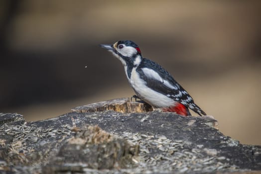 At Fredriksten fortress in Halden, Norway is it a rich bird life. The photo was shot one day in April 2013.