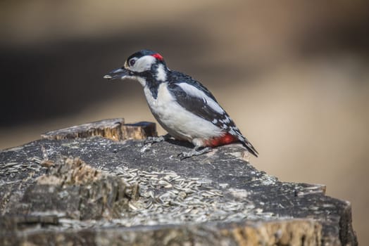 At Fredriksten fortress in Halden, Norway is it a rich bird life. The photo was shot one day in April 2013.