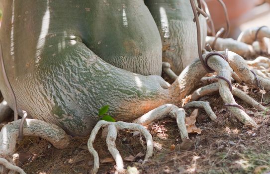 Root of bonsai tree. 