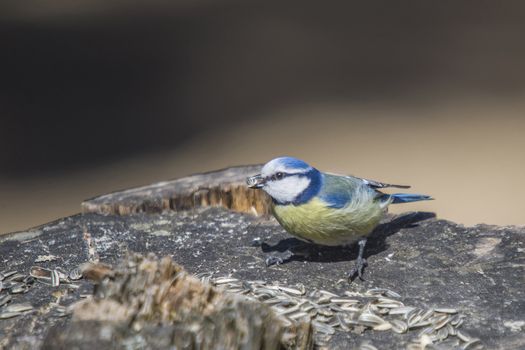 blue tit sitting on a branch in a forest in halden municipality, picture is shot one day in april 2013