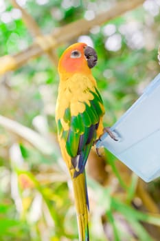 Blue-and-yellow Macaw 