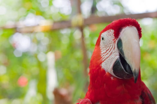 Blue-and-yellow Macaw 