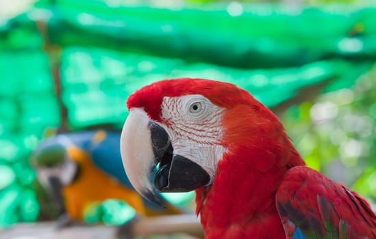 Blue-and-yellow Macaw 