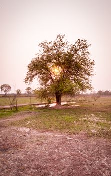tree in field dry season in thailand sunset time