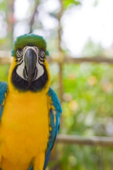 Blue-and-yellow Macaw 